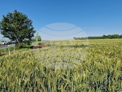 Разград - Ден на пшеницата