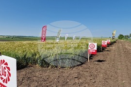 Разград - Ден на пшеницата