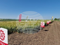 Разград - Ден на пшеницата