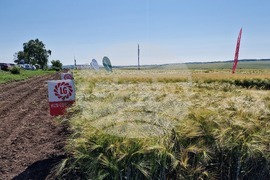 Разград - Ден на пшеницата