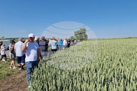 Разград - Ден на пшеницата