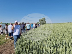 Разград - Ден на пшеницата