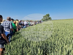 Разград - Ден на пшеницата