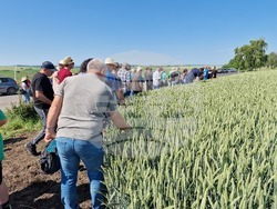 Разград - Ден на пшеницата
