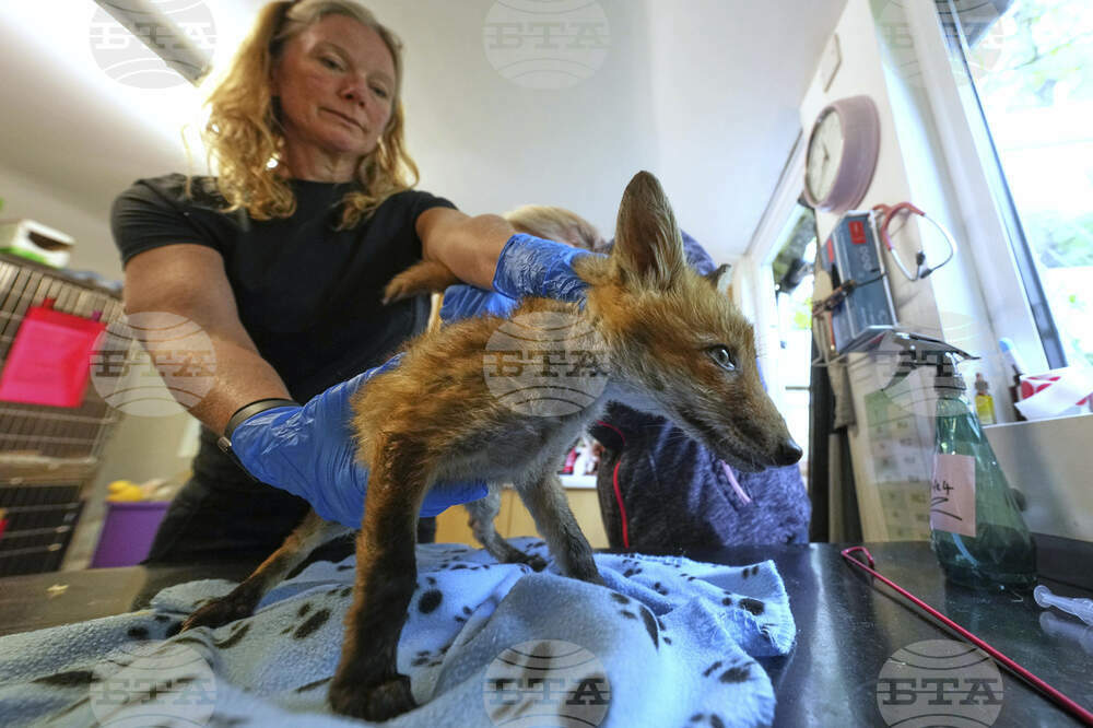 Britain Fox Rescue
