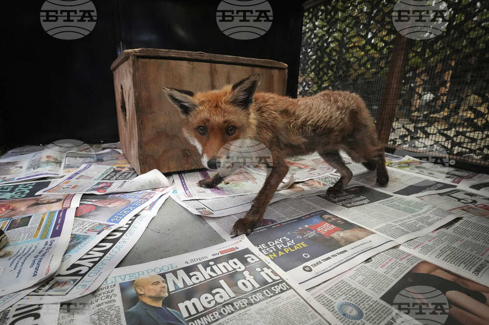 Britain Fox Rescue