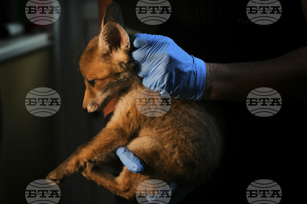 Britain Fox Rescue