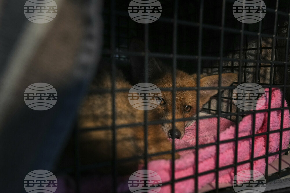 Britain Fox Rescue