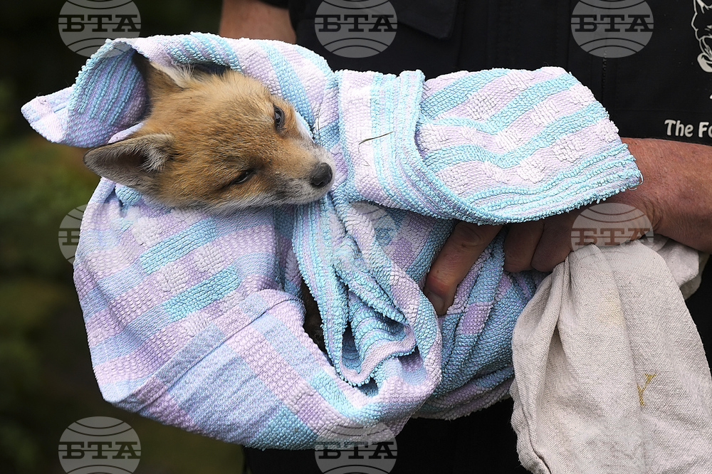 Britain Fox Rescue