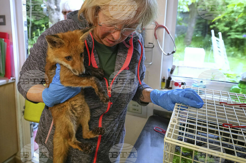 Britain Fox Rescue
