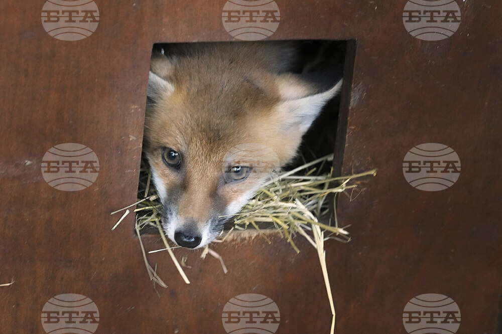 Britain Fox Rescue