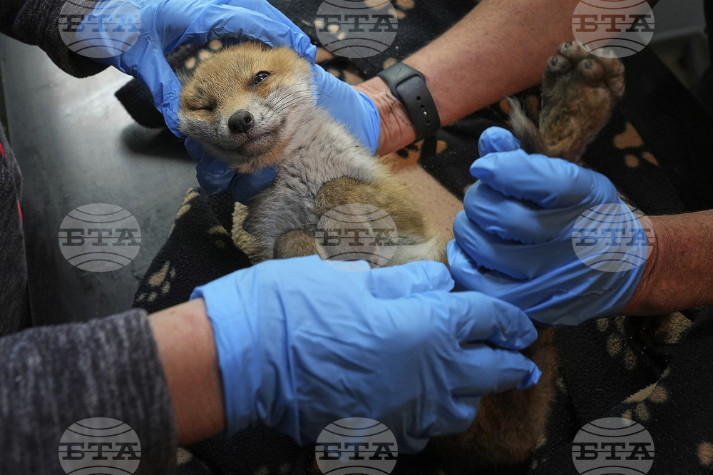 APTOPIX Britain Fox Rescue