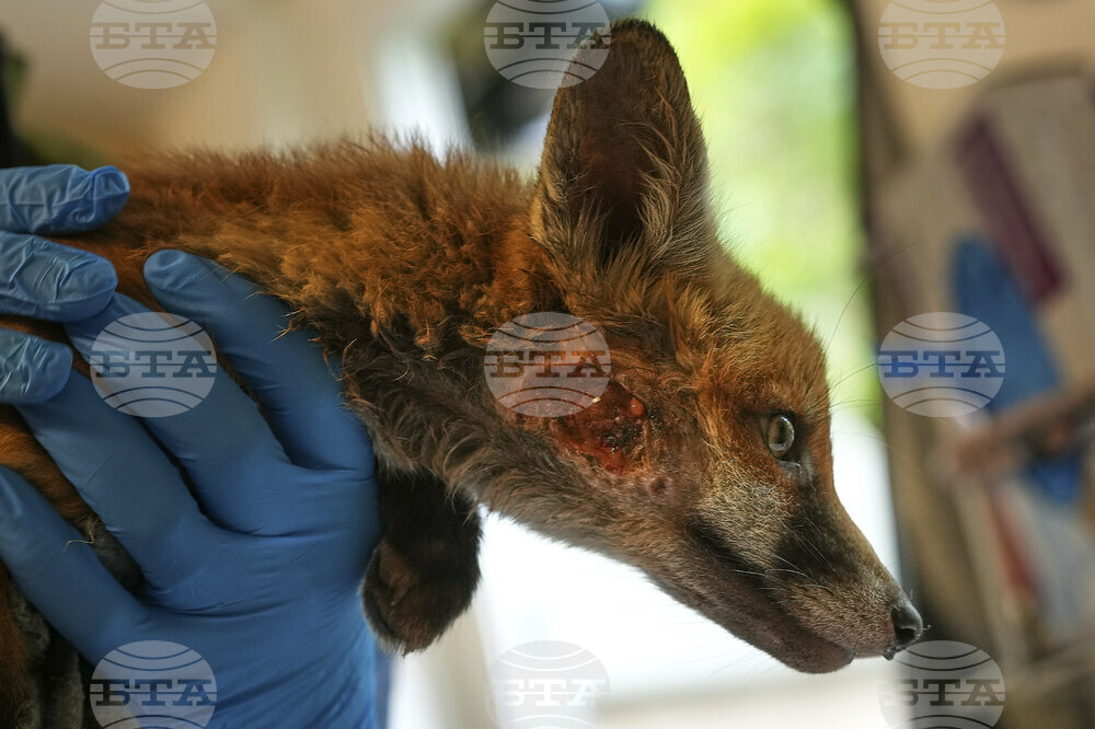 Britain Fox Rescue