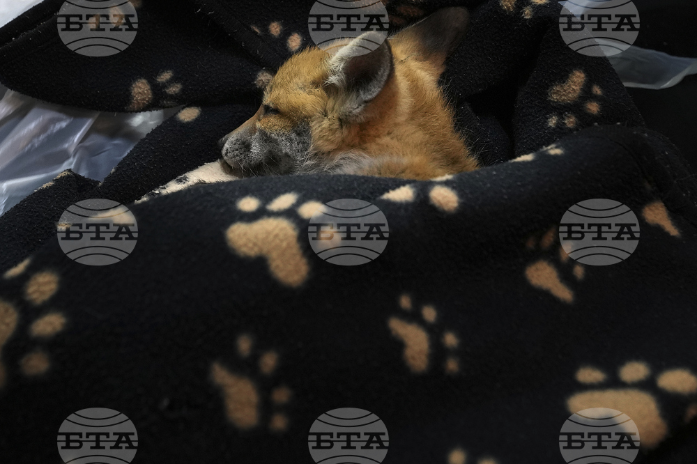 Britain Fox Rescue