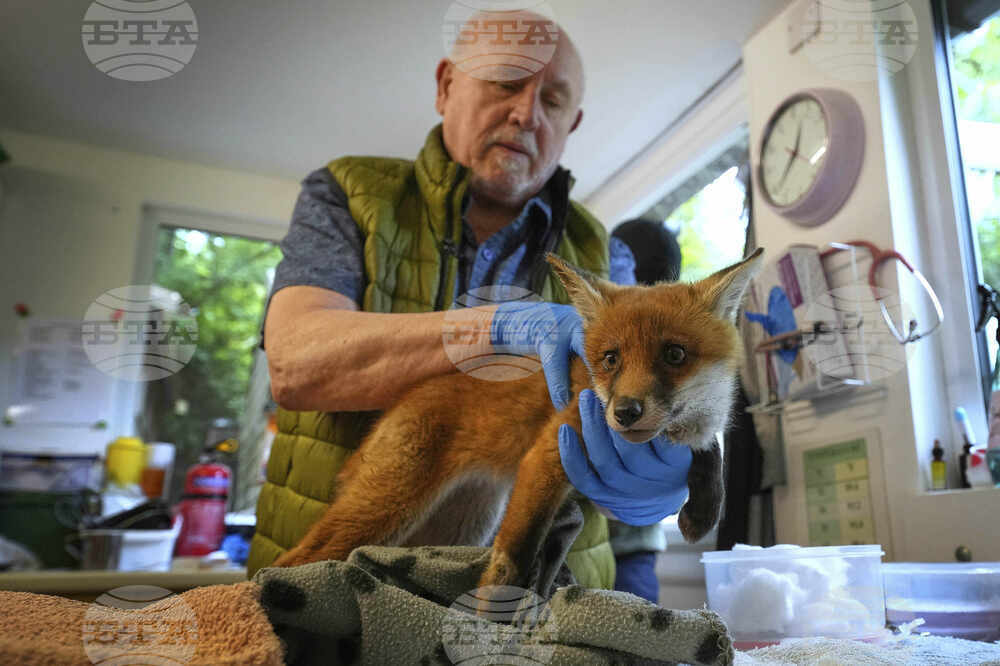 Britain Fox Rescue