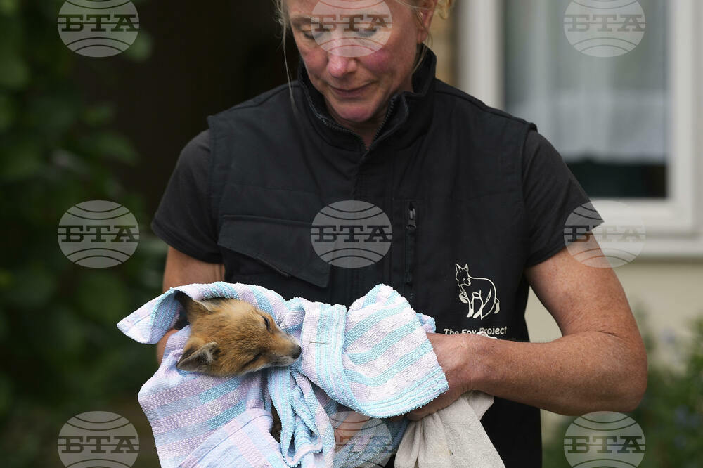 Britain Fox Rescue