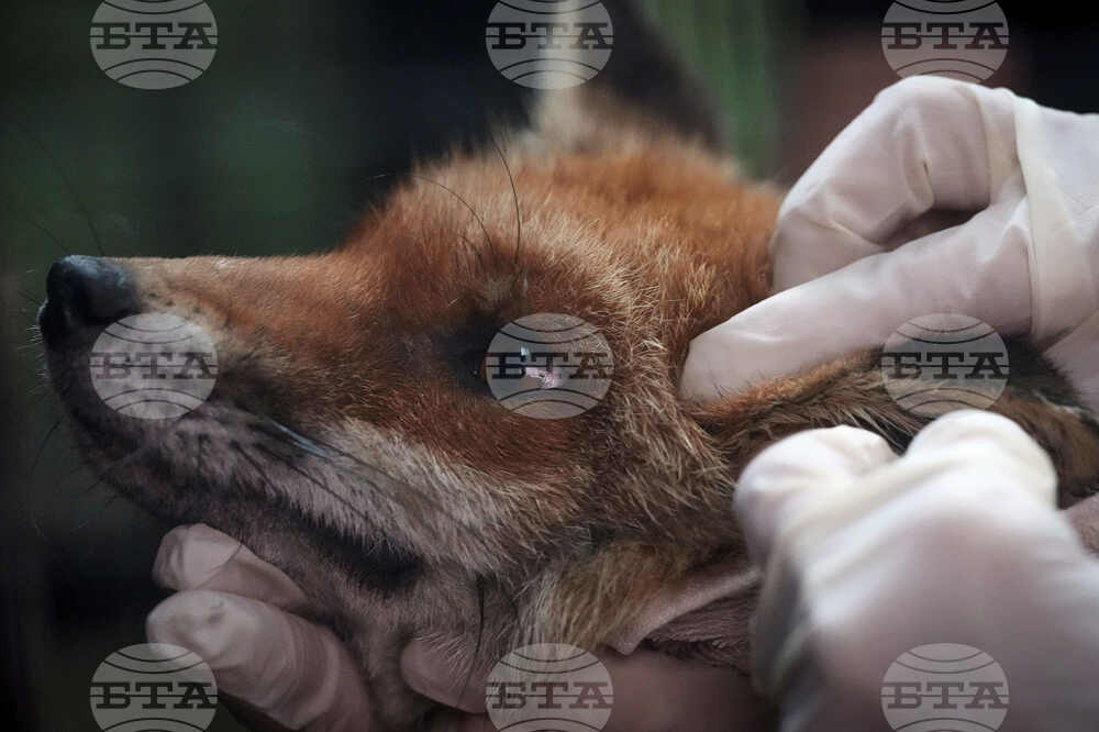 Britain Fox Rescue