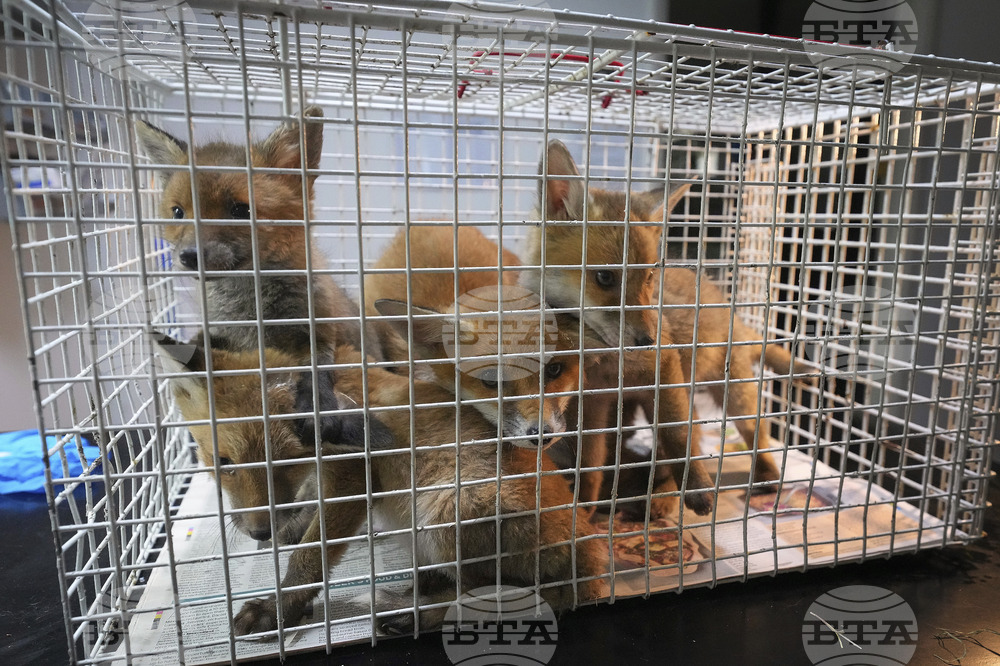 Britain Fox Rescue