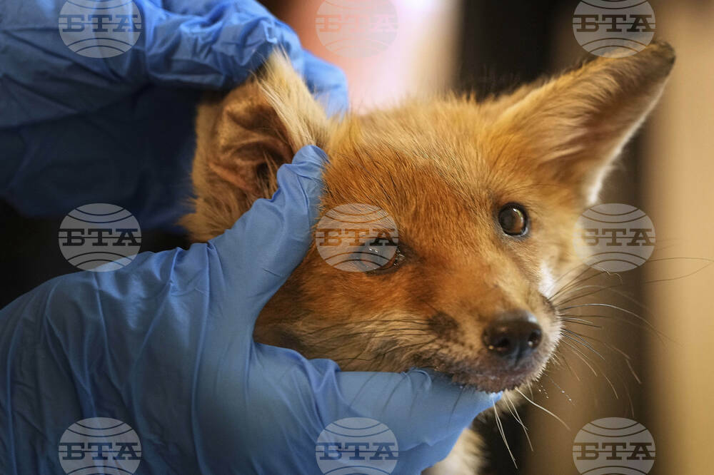 Britain Fox Rescue