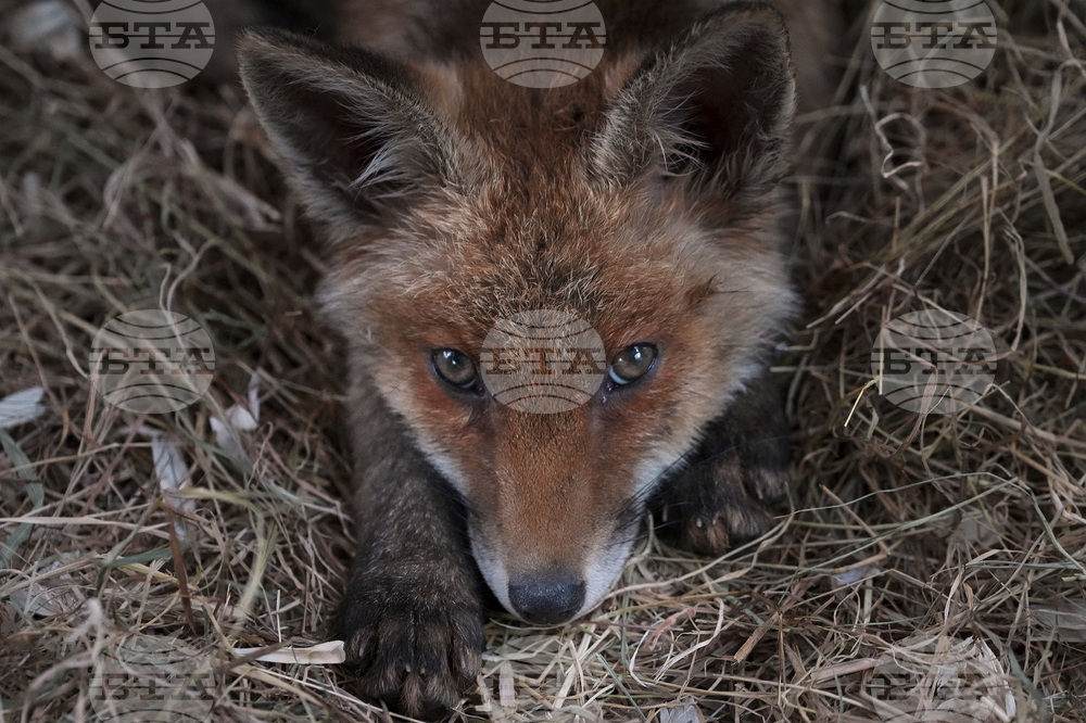Britain Fox Rescue
