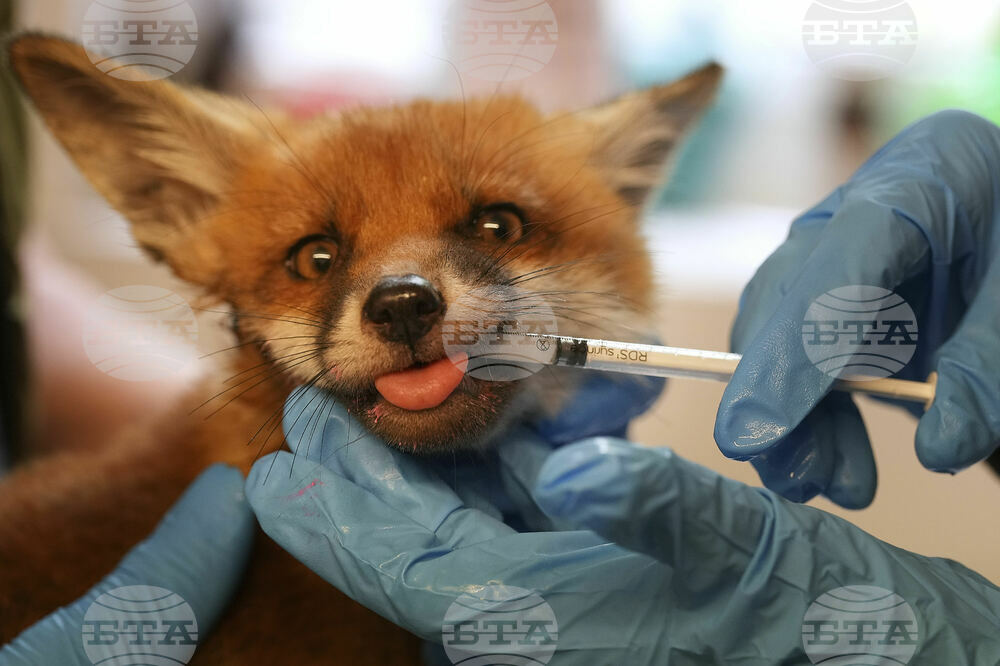 Britain Fox Rescue