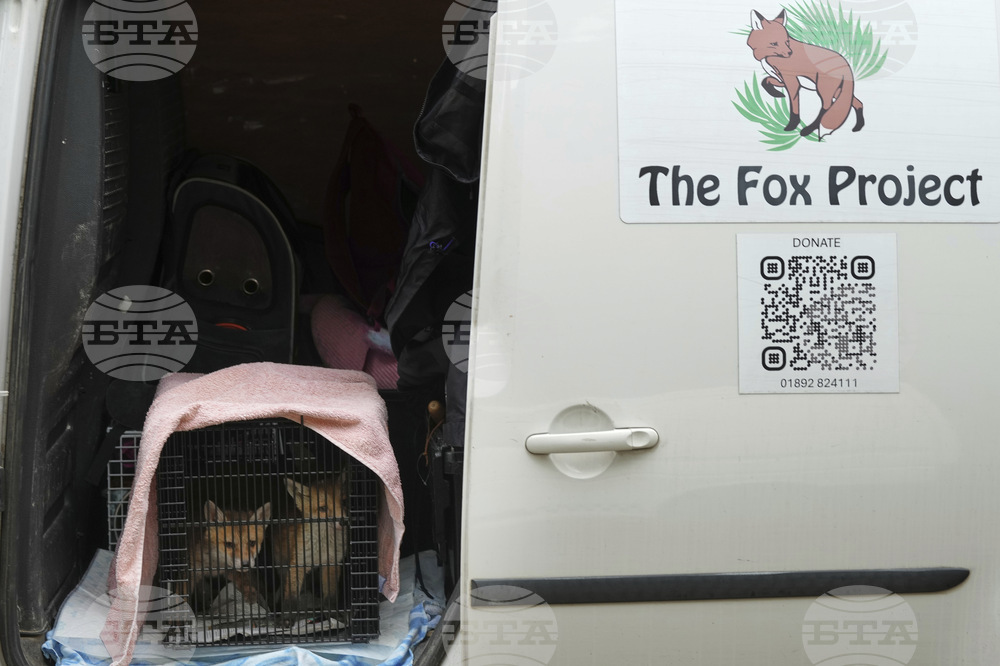 Britain Fox Rescue