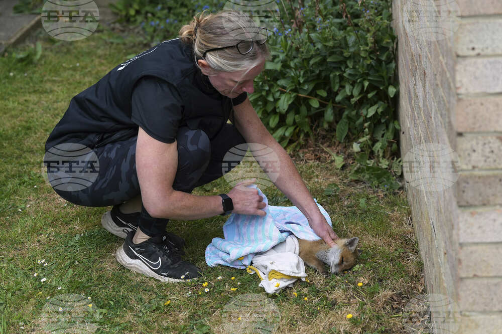 Britain Fox Rescue