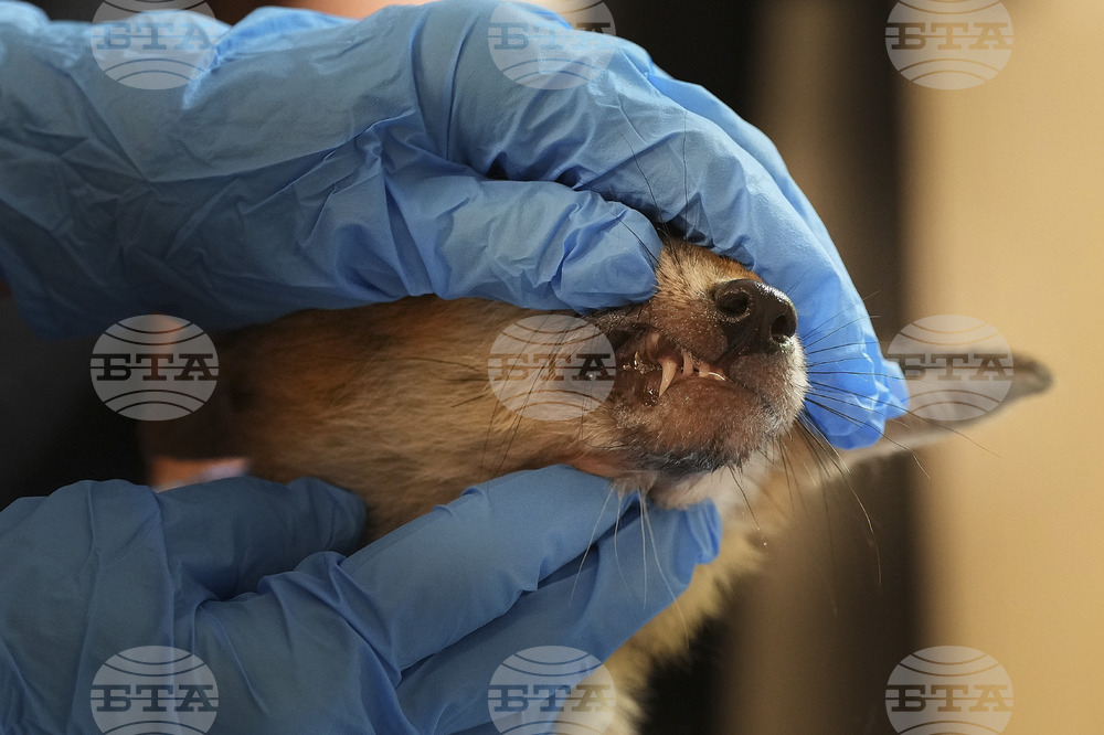 Britain Fox Rescue
