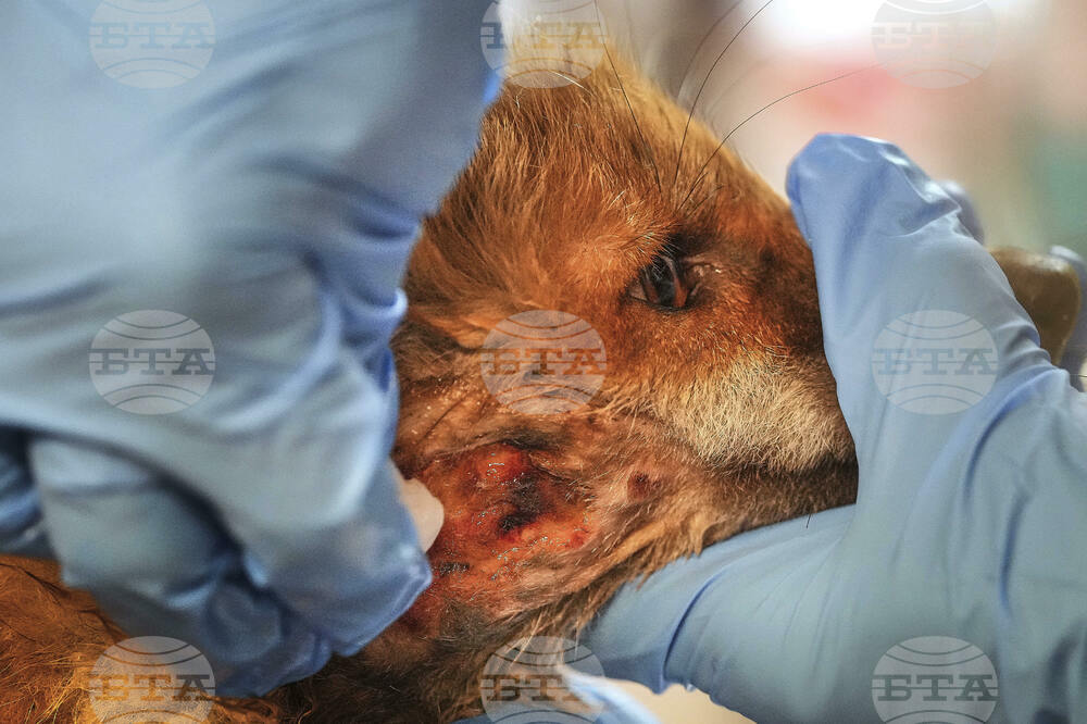 Britain Fox Rescue