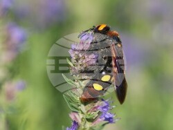 Снимка: Община Шумен