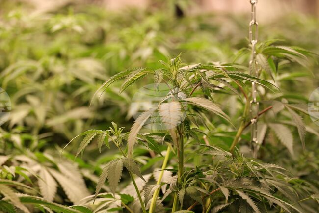 Канабис с тегло около 430 грама е иззет от жилище в Троян