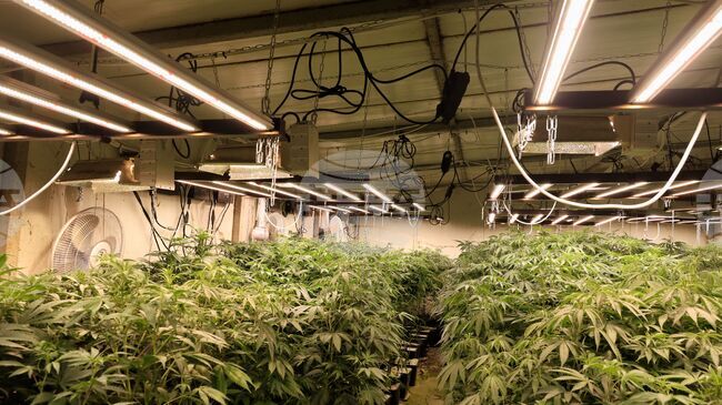 Мъж от Варна ще бъде съден за държане с цел разпространение на над 5,5 килограма марихуана и отглеждане на растения от рода на конопа