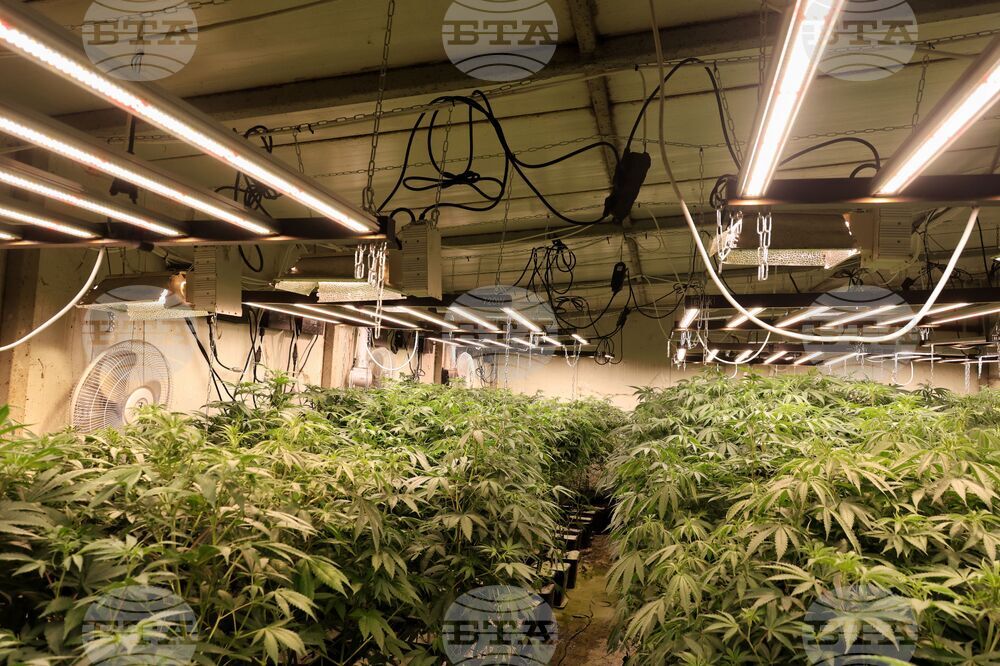 Мъж от Варна ще бъде съден за държане с цел разпространение на над 5,5 килограма марихуана и отглеждане на растения от рода на конопа