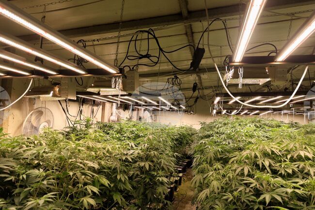 Мъж от Варна ще бъде съден за държане с цел разпространение на над 5,5 килограма марихуана и отглеждане на растения от рода на конопа