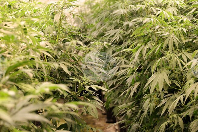 Криминалисти са иззели над 800 грама канабис от жилище в Ловеч