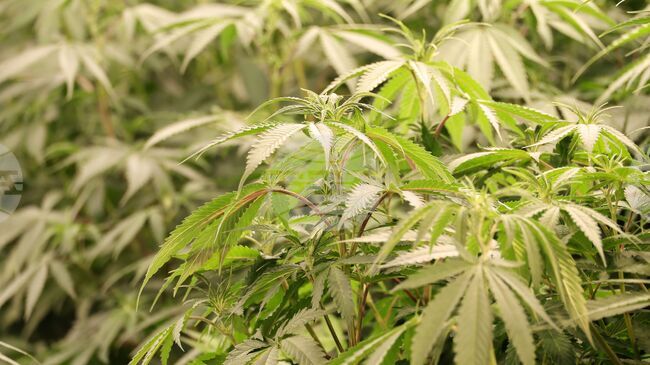 Law Enforcement Agents Seize 400 Kg of Marijuana