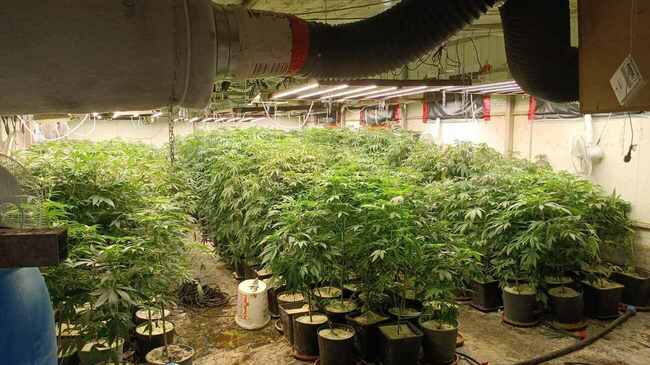 Greenhouse for Marijuana Production in Burgas Region Busted 