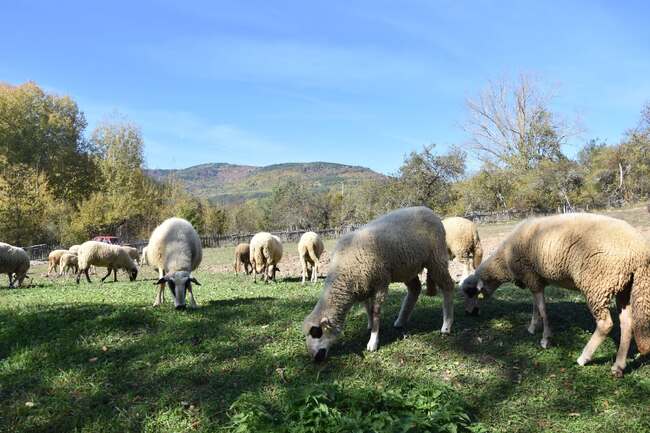 Босилеградчани с възможност за субсидии в животновъдството 