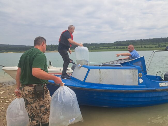 Кметът и председателят на Общинския съвет в Шумен пуснаха първите личинки толстолоб и бял амур в яз. „Тича“