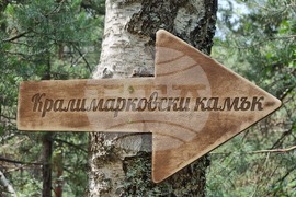 Брезник - Алея с брези - възстановяване