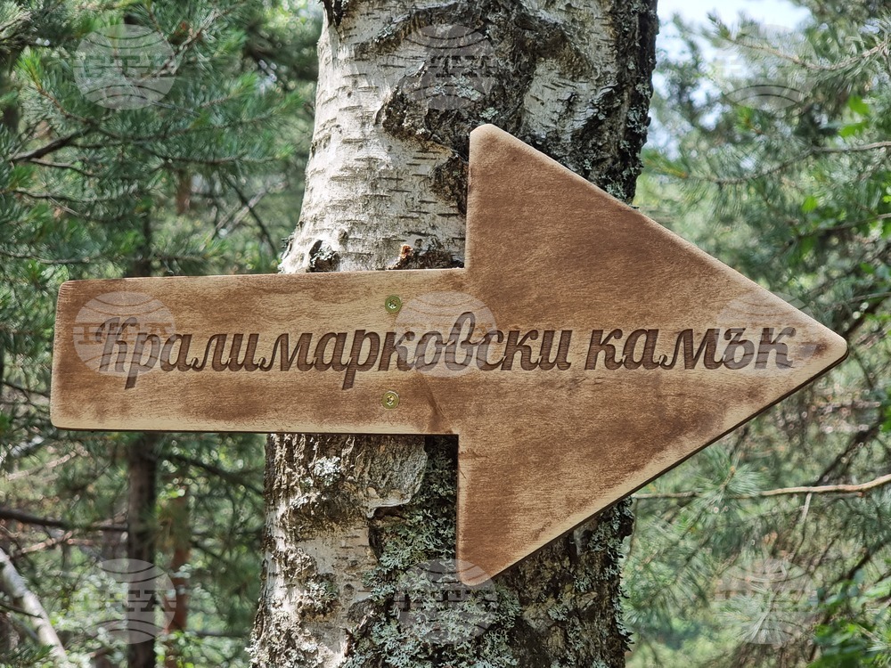 Брезник - Алея с брези - възстановяване