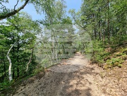 Брезник - Алея с брези - възстановяване