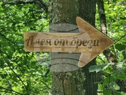 Брезник - Алея с брези - възстановяване