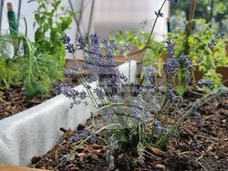 Ямбол - „Градина на вкусовете” - откриване