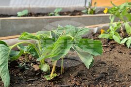Ямбол - „Градина на вкусовете” - откриване