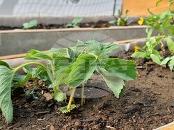 Ямбол - „Градина на вкусовете” - откриване