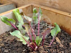 Ямбол - „Градина на вкусовете” - откриване