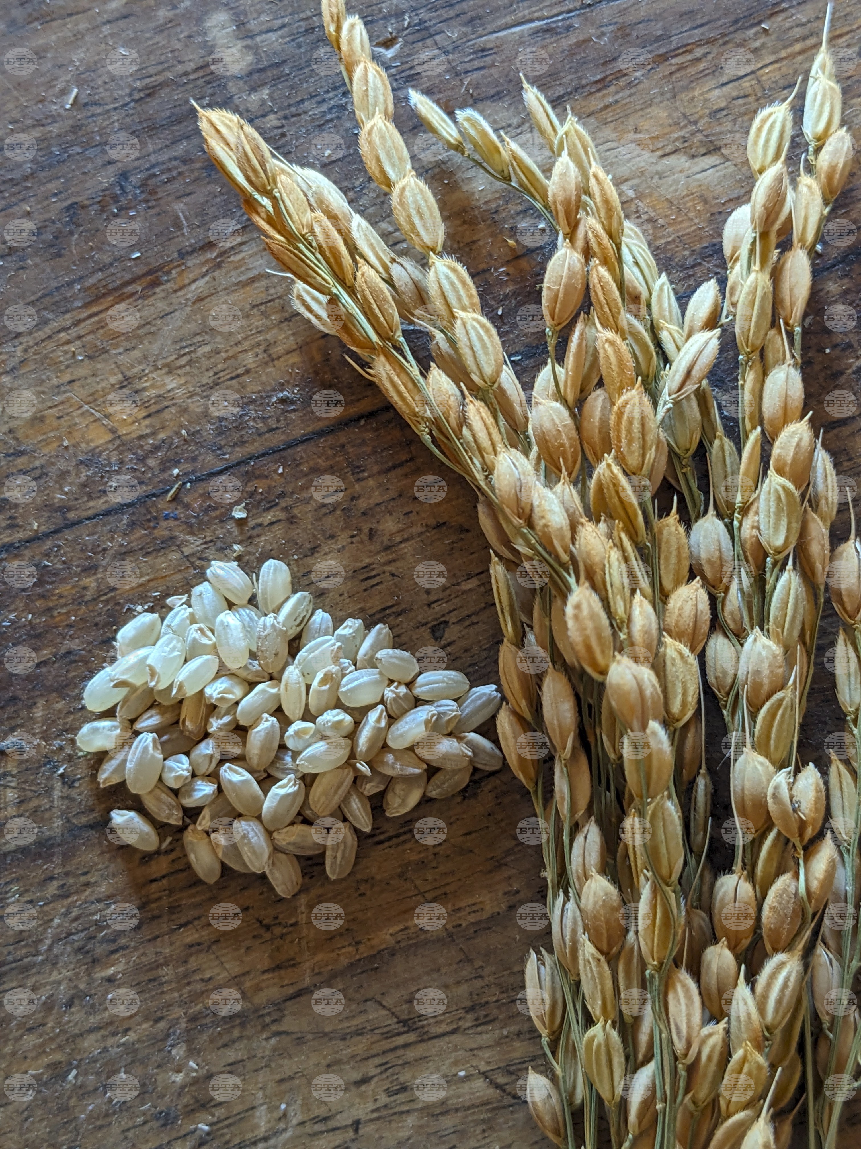 Gardening-Growing Rice