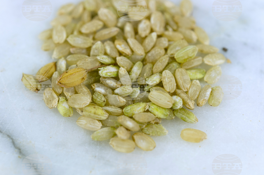 Gardening-Growing Rice