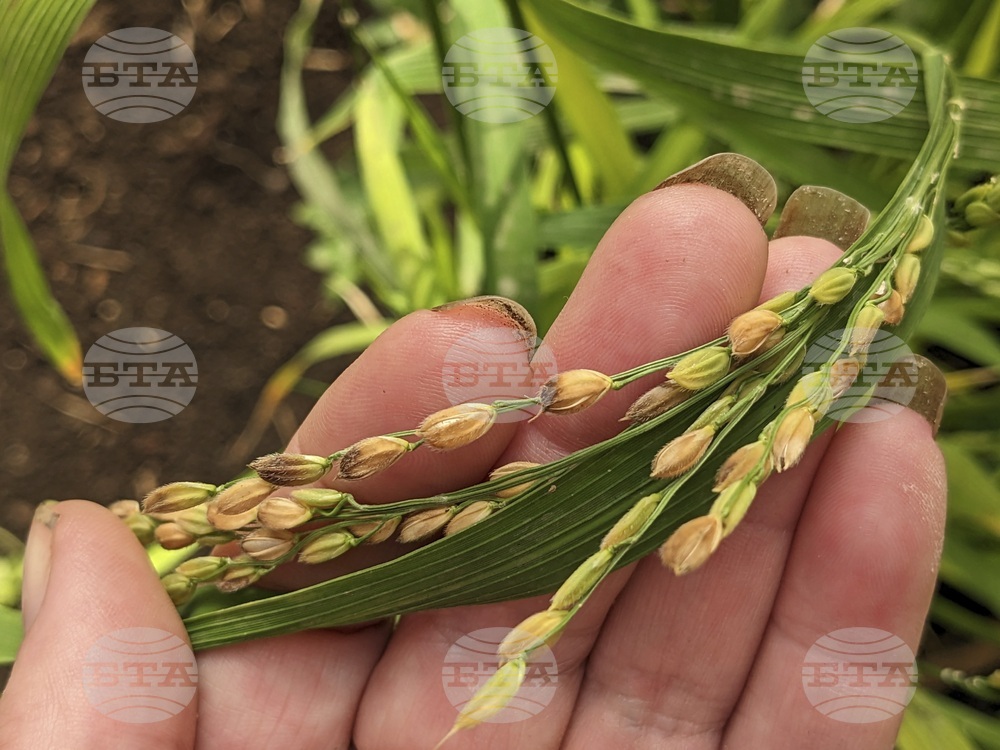 Gardening-Growing Rice